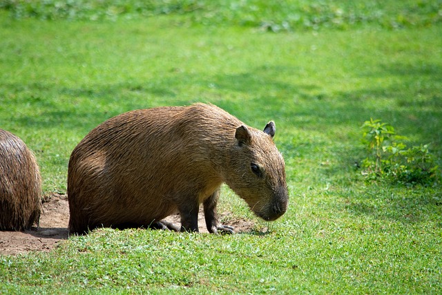 Capybara Rodent Animal Mammal Wildlife Nature