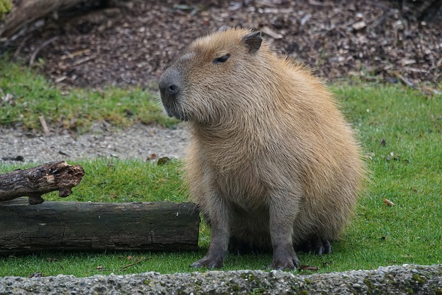 Capybara Rodent Herbivores Largest Rodent