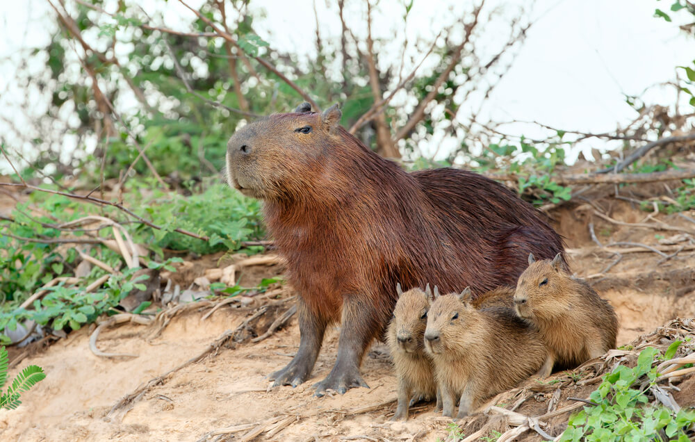 Capybara mother with thee pups