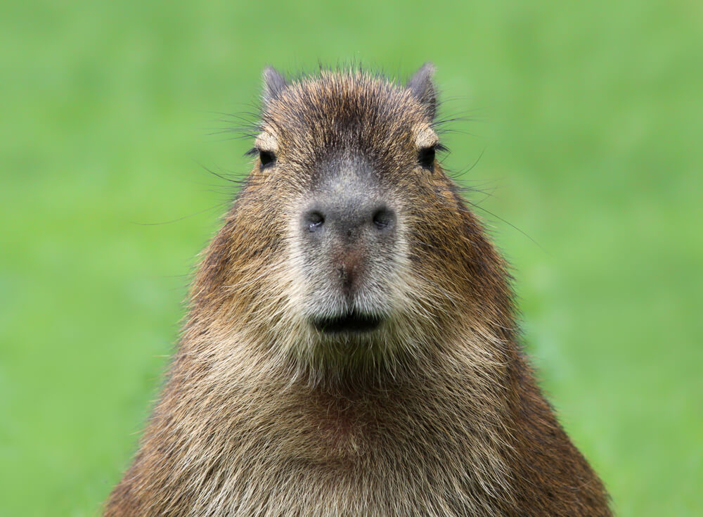 Portrait of a young Capybara