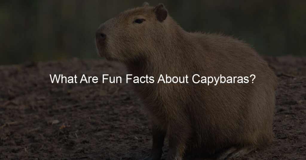 What Are Fun Facts About Capybaras Capybara Lovers